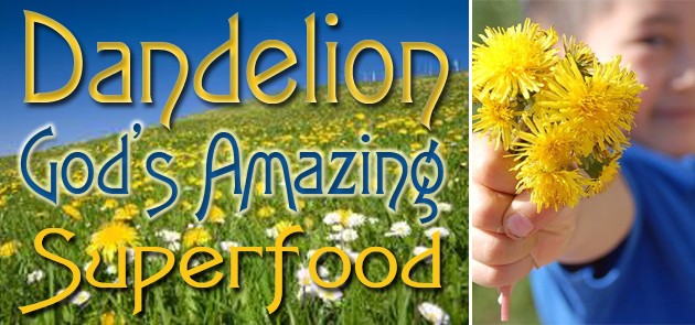 Dandelion - God's Amazing Superfood